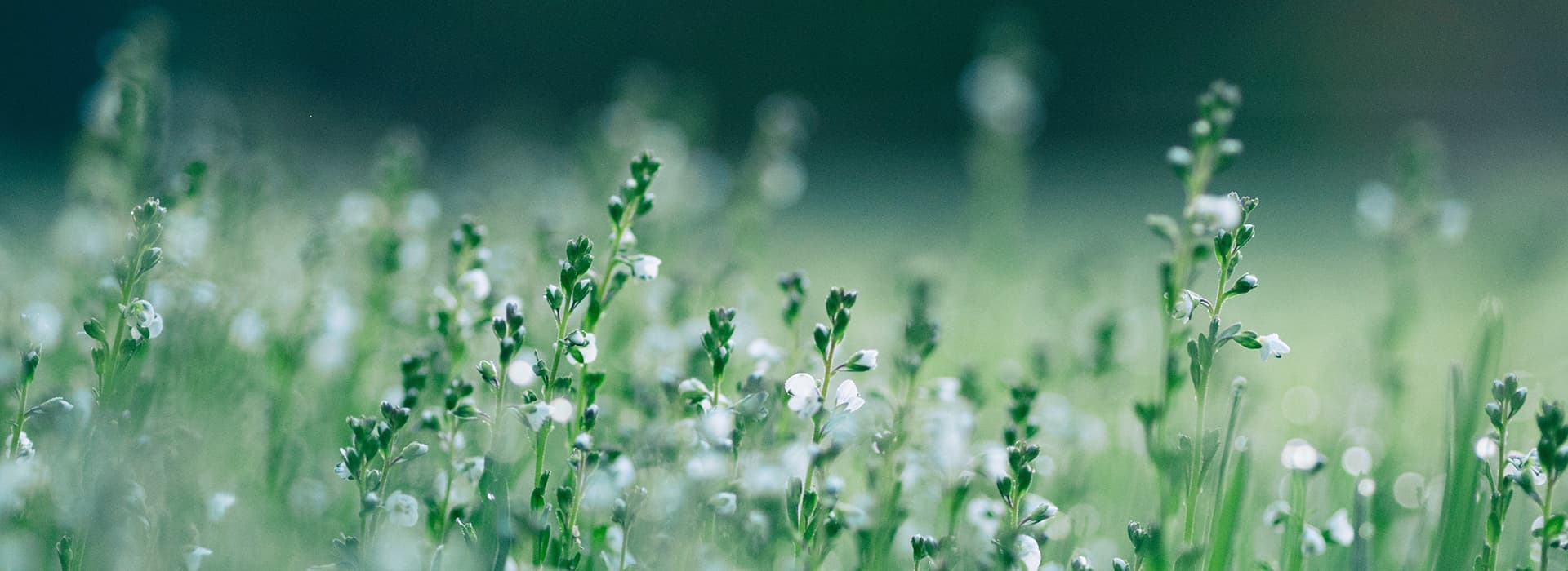 5 motivos para morar perto da natureza e mudar sua vida